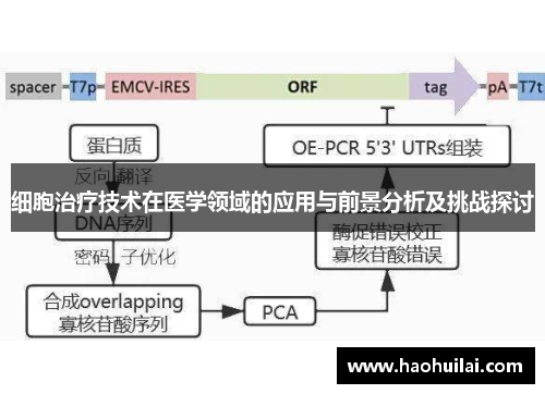 细胞治疗技术在医学领域的应用与前景分析及挑战探讨