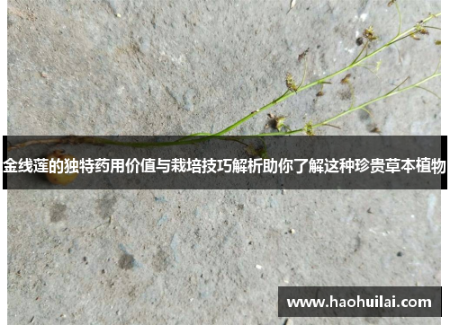 金线莲的独特药用价值与栽培技巧解析助你了解这种珍贵草本植物